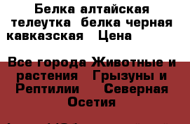 Белка алтайская телеутка, белка черная кавказская › Цена ­ 5 000 - Все города Животные и растения » Грызуны и Рептилии   . Северная Осетия
